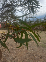Eucalyptus odorata, photograph (c) Alex Stuart, some rights reserved (CC BY)