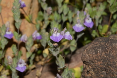 Hygrophila serpyllum