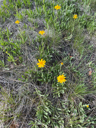 Foothill arnica (Arnica fulgens)