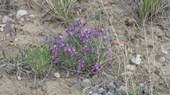 Astragalus spatulatus