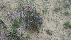 Astragalus spatulatus