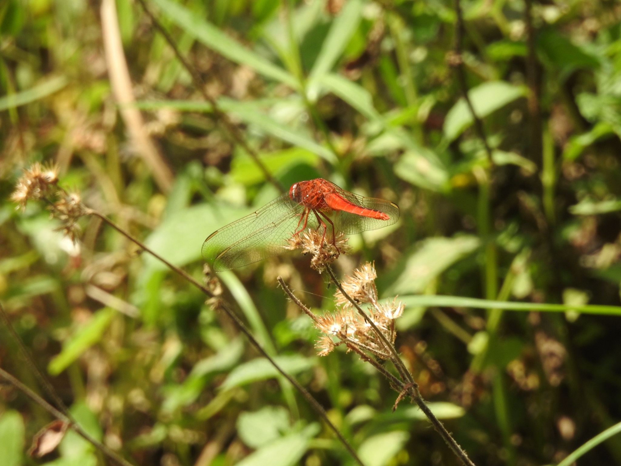 Scarlet Skimmer