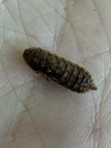 Unknown species found near W Kodiak Dr, Meridian, ID, US