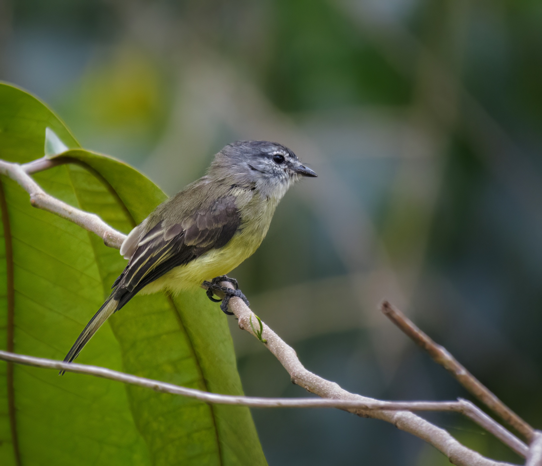 Sooty-headed Tyrannulet (Phyllomyias griseiceps), photo 2