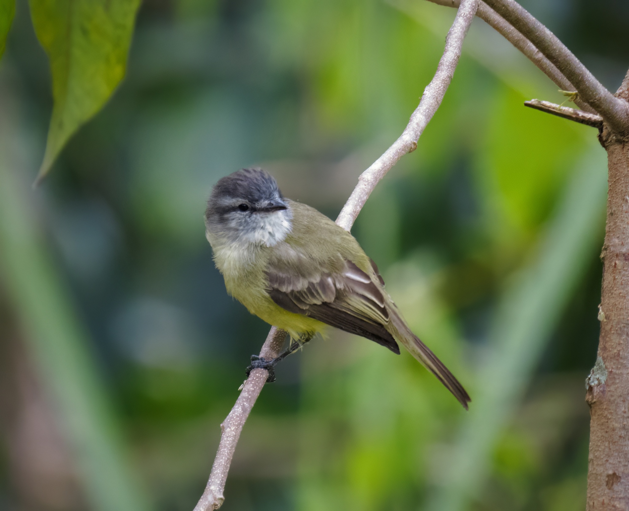 Sooty-headed Tyrannulet (Phyllomyias griseiceps), photo 3
