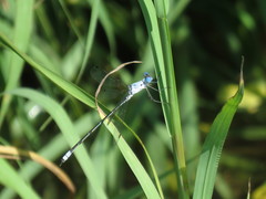 Lestes sigma