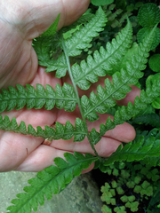 Deparia petersenii petersenii