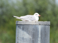 Chroicocephalus ridibundus