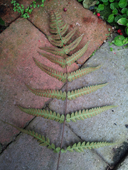 Deparia petersenii petersenii