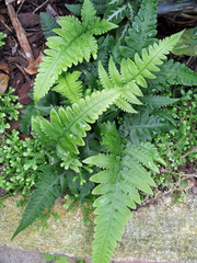 Deparia petersenii petersenii