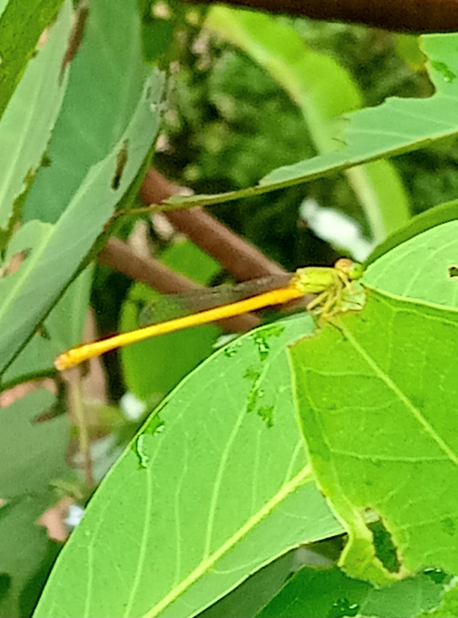 Coromandel Marsh Dart