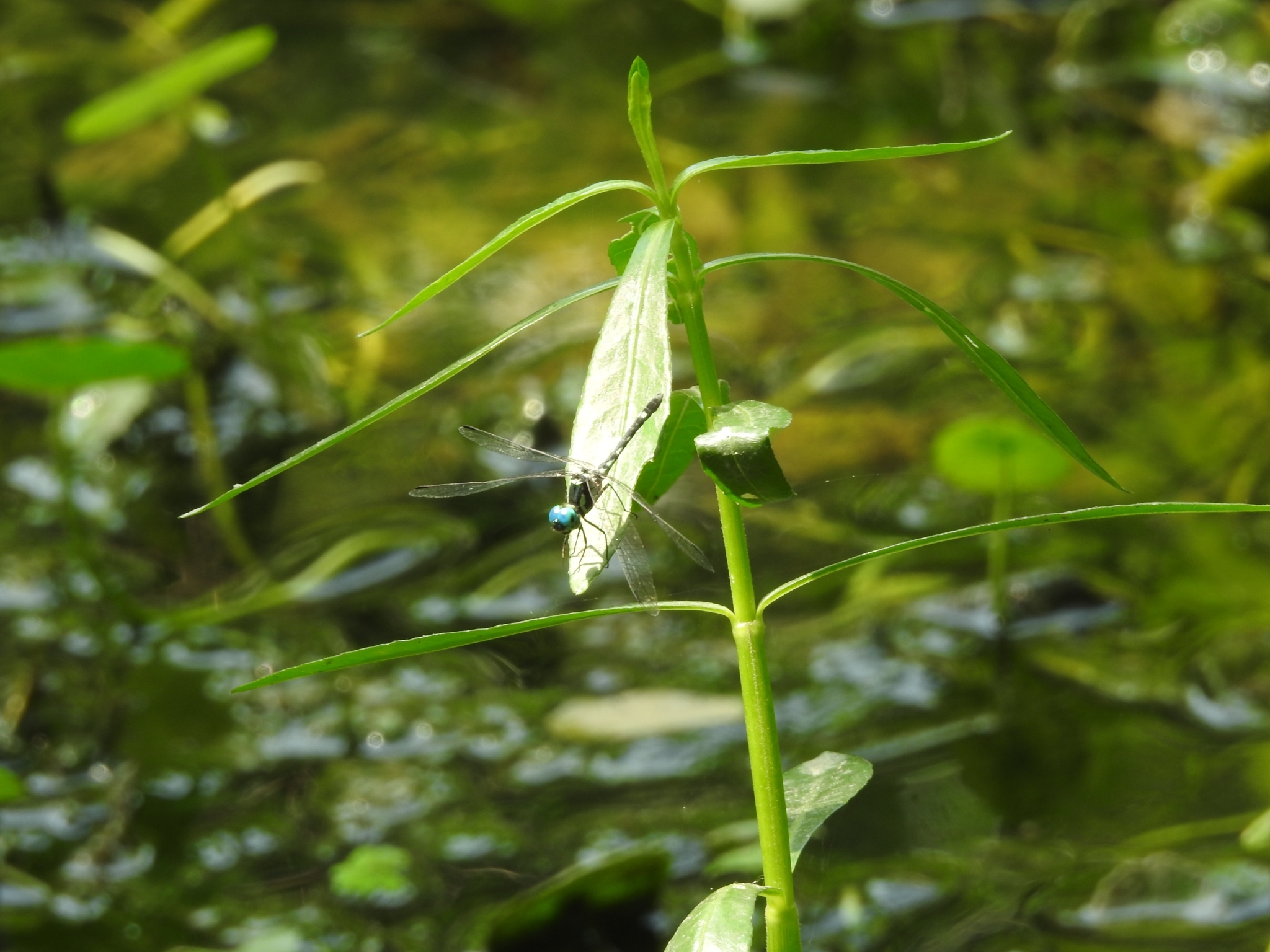 Pigmy Skimmer