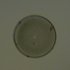 Coscinodiscophycidae