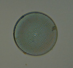 Coscinodiscophycidae