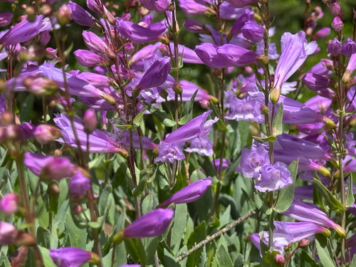 Penstemon barrettiae, photograph 4