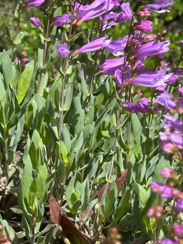 Penstemon barrettiae, photograph 6