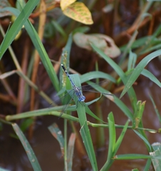 Diplacodes trivialis