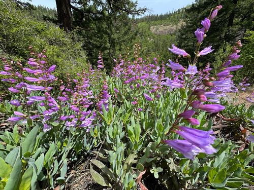 Penstemon barrettiae, photograph 5