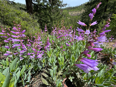 Penstemon barrettiae, photograph (c) Cody Hinchliff, some rights reserved (CC BY)