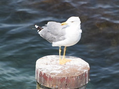 Larus michahellis