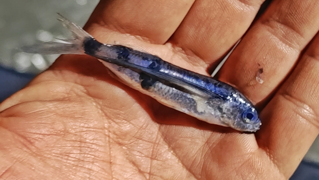 Barbel flyingfish (Exocoetus monocirrhus) — Exocoetidae