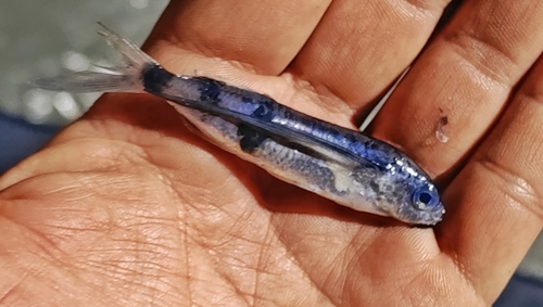 Barbel flyingfish (Exocoetus monocirrhus) — Exocoetidae
