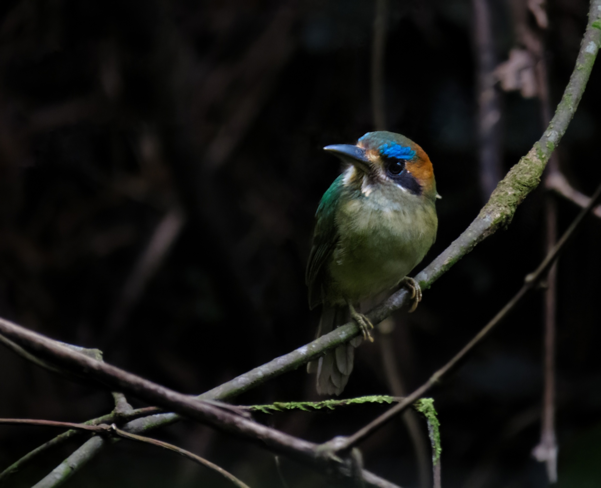 Tody Motmot (Hylomanes momotula)