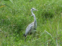 Ardea cinerea