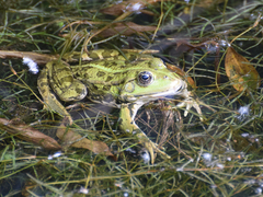 Pelophylax