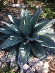 Agave ovatifolia