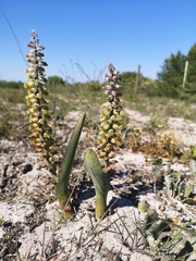 Lachenalia variegata