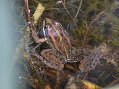 Pelophylax