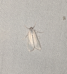 Parapoynx allionealis