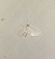 Parapoynx allionealis