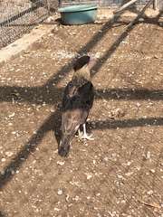 Caracara