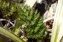 Anisotome haastii