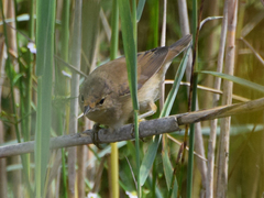 Acrocephalus scirpaceus