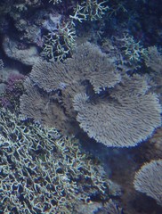 Acropora clathrata