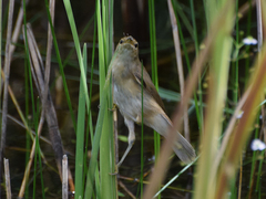 Acrocephalus scirpaceus