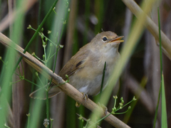 Acrocephalus scirpaceus