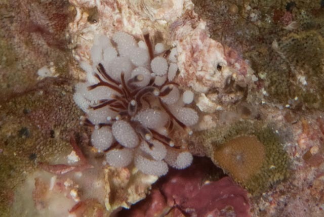 Tergiposacca longicerata