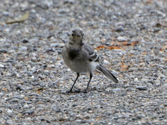Motacilla alba