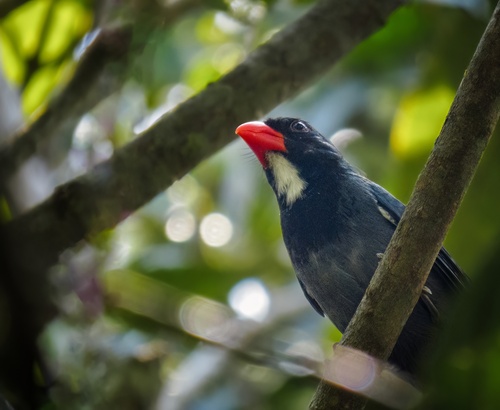 Slate-colored Grosbeak (Saltator grossus), photo 7