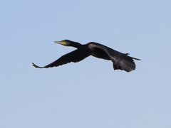 Phalacrocorax carbo
