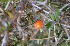 Coprosma cheesemanii