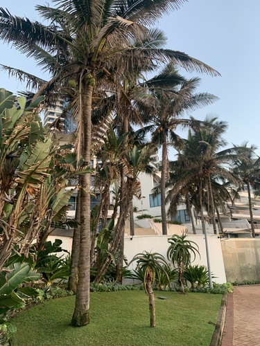 Another photo of Coconut Palm