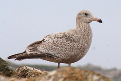 Larus argentatus × hyperboreus