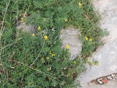 Medicago prostrata