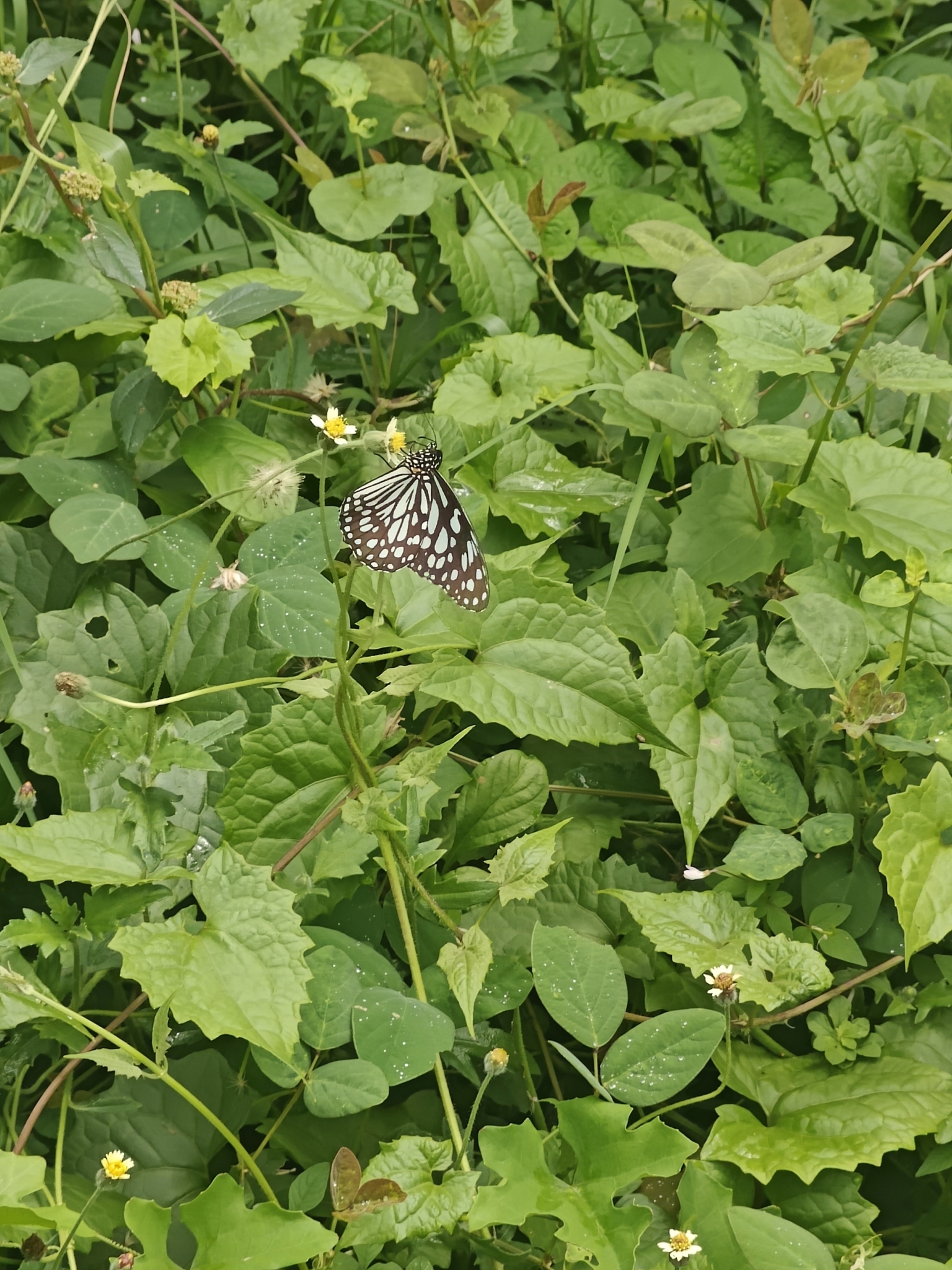 Blue Tiger