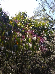 Miconia minutiflora